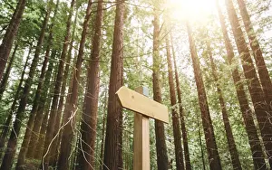 Framed Print : Trail through a redwood forest illuminated by sunlight
