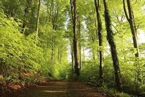 Trail through spring beech forest during sunrise