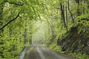 Trail through the spring deciduous forest in foggy rainy weather