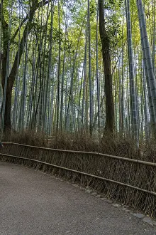 Trail through tall bamboo forest with surrounding trees and thick greenery