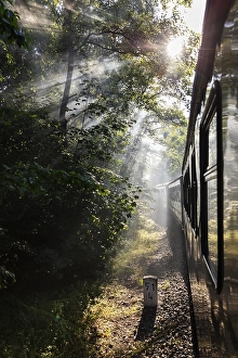 A train travels through a sun-drenched forest while rays of light shine through the trees
