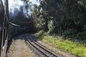 A train under trees in the dense forest