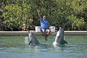 Trainer with dolphins, Roatan, Honduras