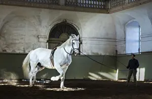 Framed Print : Training of a white Kladruber horse Framed Print : Training of a white Kladruber horse