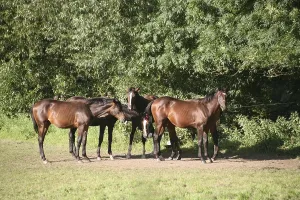 Trakehner in a paddock