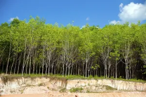 Trang province was dependent on tin mining until the first rubber seedlings were brought into Thailand around 1901