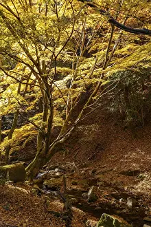 A tranquil autumn forest with yellow leaves and big trees