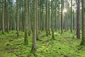Tranquil coniferous forest in bright green
