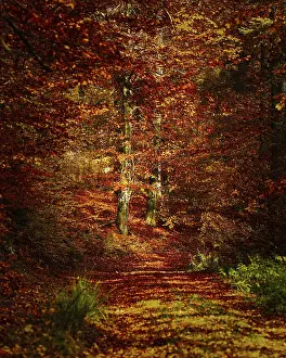 A tranquil forest scene with a narrow path through densely foliated trees in autumn colors