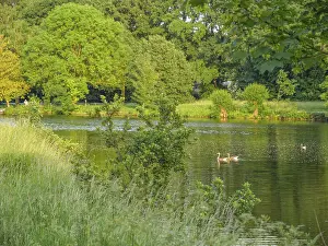 A tranquil lake with green shores and trees
