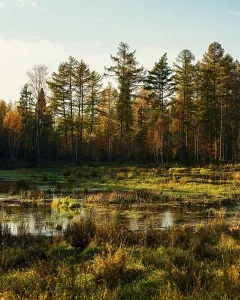 A tranquil marsh scene with trees and golden autumn colors in a forest setting