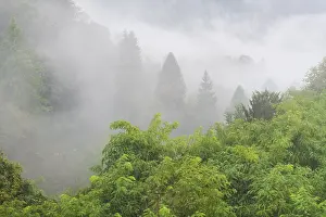 A tranquil mountain forest covered in a soft layer of mist