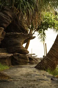 A tranquil path surrounded by rocks and palm trees leads towards the ocean