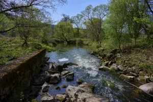 A tranquil river landscape with green trees and stones lining the banks