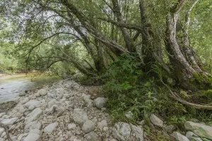 A tranquil river landscape with a rocky shore overgrown with dense greenery