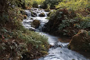 A tranquil stream flows through a forest