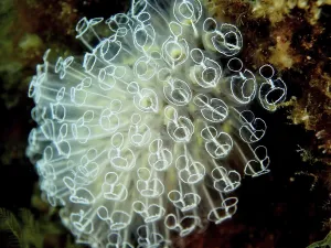 Translucent sea squirt (Clavelina Dellavallei)