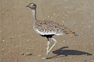 Trappe, Kruger Nationalpark S