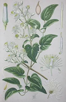 Traveller's joy (Clematis vitalba)