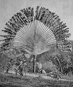 Traveller's palm (Ravenala madagascariensis)