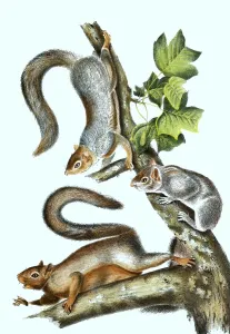 Travelling squirrel, histoic, digitally restored reproduction of an original from the 19th century