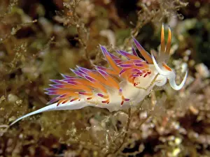Travelling thread snail (Cratena peregrina)