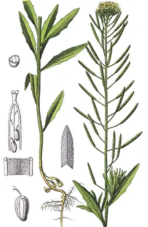 Treacle-mustard (Erysimum cheiranthoides)