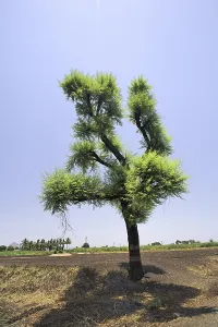 Alone tree