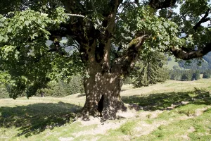 Tree in the Alps