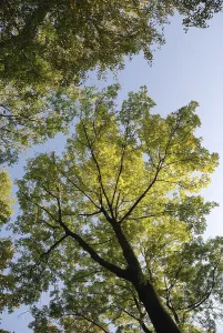 Tree in autumn colors, View upward through tree canopy with sunlight shining through leaves