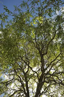 Tree in autumn colours, A tree with twisting branches and green leaves against a blue sky