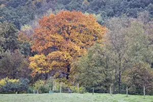 A tree in autumnal colours stands out from a green forest in a rural region