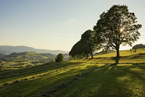 Tree avenue, St Peter, sunset, Black Forest