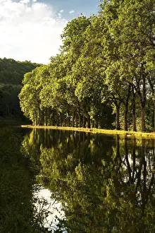 Tree avenue along the towpath of the Canal de Bourgogne