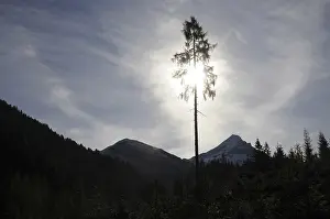 Tree, backlight, light, sun, larch