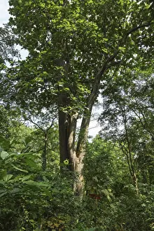 Tree, bastar, chhattisgarh, india, asia