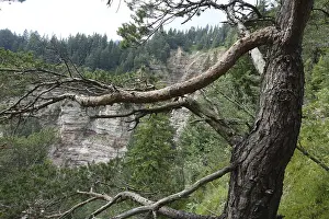 Tree in the Bletterbach Gorge