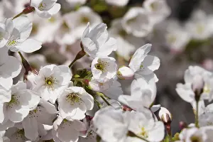 Tree blossom, March, Germany