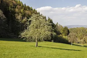 A tree with blossoms stands in a vast green meadow