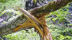 A tree with broken branches in a green forest conveys a peaceful natural scene