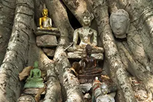 Tree with Buddha statues, Wat Sri Sawai temple