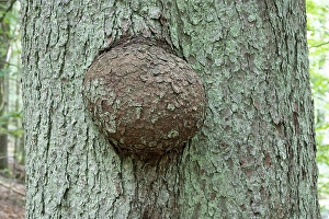 Tree canker, tissue growth on a spruce (Picea abies) trunk