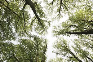 Tree canopy from below