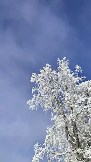 Tree covered with snow against deep blue sky