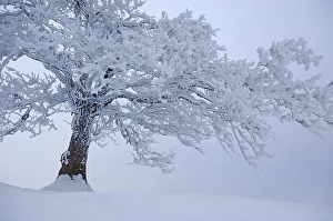 Tree covered in white frost, snow-covered landscape of the Swiss Mountains