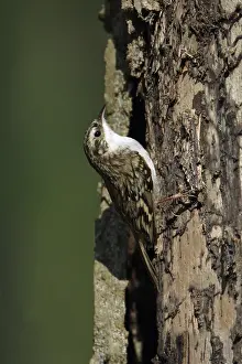 Tree Creeper, Lower Saxony, Germany (Certhia familiaris)