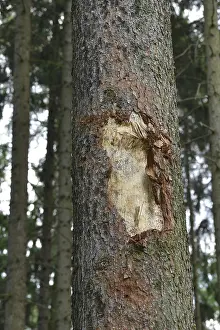 Tree destroyed in the forest with a harvester