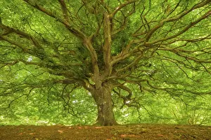 A tree with an expansive canopy of green leaves