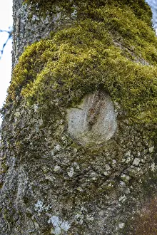 Tree eye on the mossy trunk of a tree in the valley of the GroBe Lauter between Unterwilzingen and Lauterach