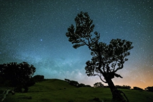 Tree in Fanal Forest, Blue Milky Way and Starry Sky at Night